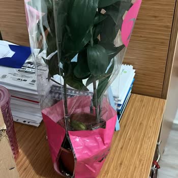 Hızlı Çiçek'ten Gelen Saksı Paramparça: Tam İade Talebi