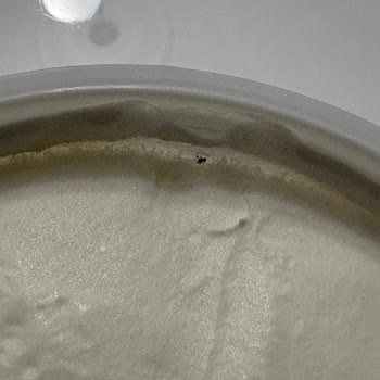 Algida Dondurmasında Sinek Bulunması Hijyen Sorununu Ortaya Çıkardı