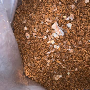 Ece Petshop Paunchy Somonlu Ve Hamsili Yetişkin Kedi Maması 15 Kg Şikayeti