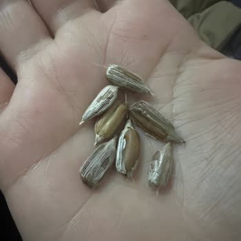 Ankara’dan Sakarya’ya Yolculukta Çitlekçi Çekirdeği Yanmış