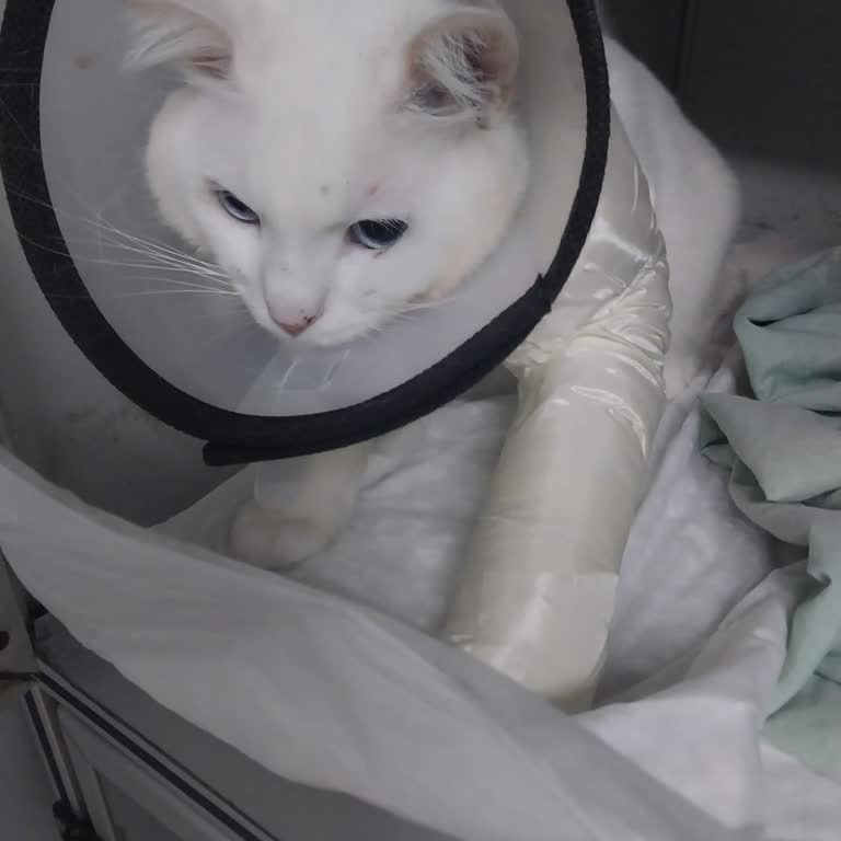 Dostum Veteriner Kliniği Hem Kedimizin Sağlığı Hem De Psikolojisi Olumsuz Etkilendi