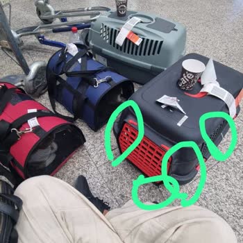 Kedim Kayboldu, Kafesim Çatladı: Türk Hava Yolları’nda İhmal Ve Açıklama Eksikliği