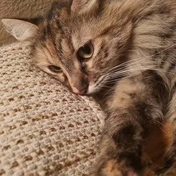 Kedim Kayboldu, Kafesim Çatladı: Türk Hava Yolları’nda İhmal Ve Açıklama Eksikliği