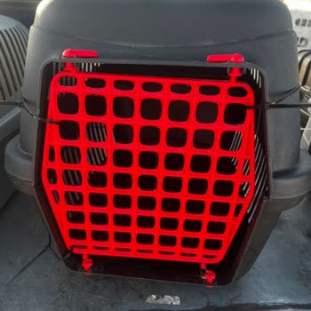 Turkish Airlines Lost My Cat During a Flight and Still Has No Explanation