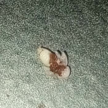 Kocatepe Kahve Evi Türk Kahvemden Böcek Çıktı