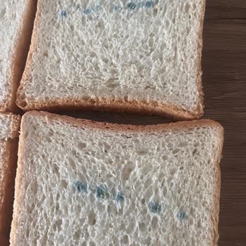 Metro Tost Ekmeğinde Tekrarlanan Küflenme Sorunu