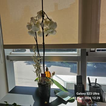 Kötü Durumda Gelen Çiçek, Yanıltıcı Görsel Ve İade Talebi