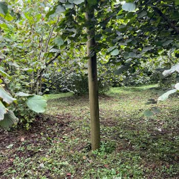 İzinsiz Elektrik Direklerinin Kaldırılması Ve Tazmin Talebi