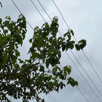 İzinsiz Elektrik Direklerinin Kaldırılması Ve Tazmin Talebi