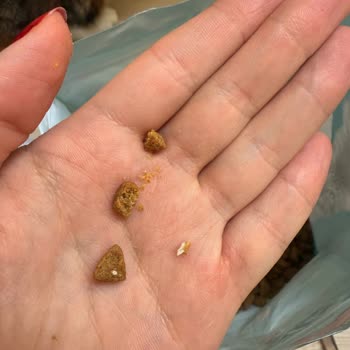 Nestle Purina Petcare Purina Şikayeti