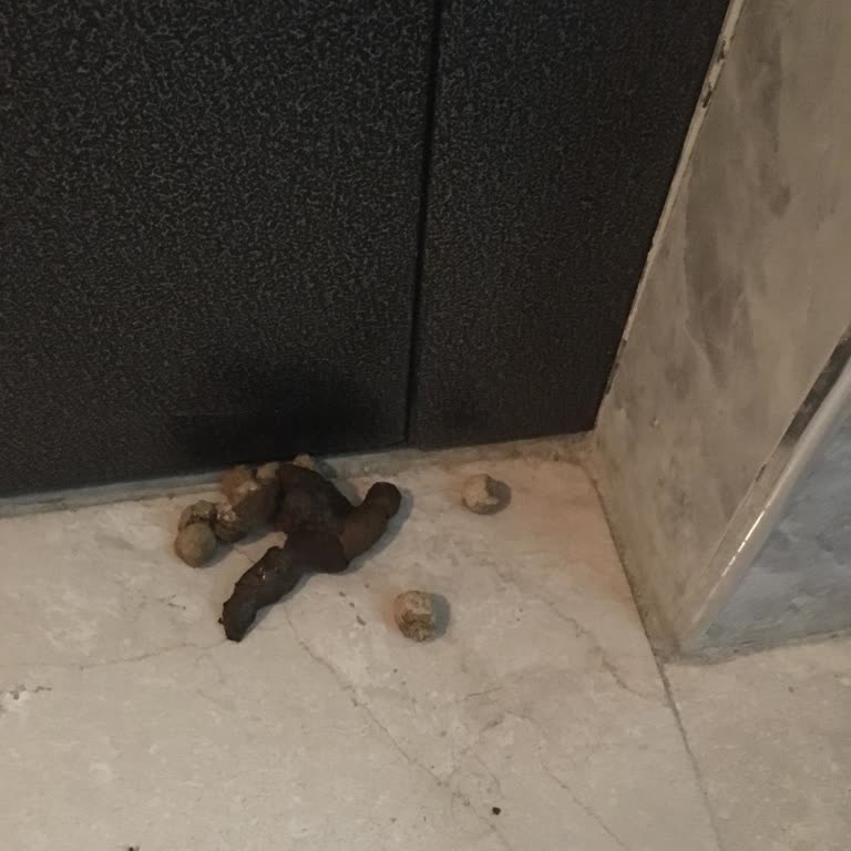 Esenler'deki Bina Girişindeki Kediler Çocukları Korkutuyor Ve Hijyen Sorunu Oluşturuyor