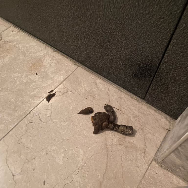 Esenler'deki Bina Girişindeki Kediler Çocukları Korkutuyor Ve Hijyen Sorunu Oluşturuyor