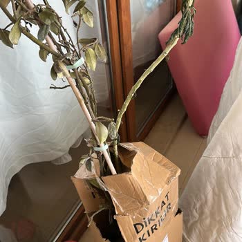 Soğuk Hasarlı Bitkilerin Yanlış Ambalajı Ve İade Seçeneği Olmaması