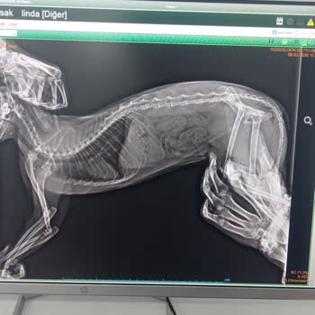 Pati Gazi Veteriner Kliniği Yetersiz Ya Da Konuyla Alakasız Cevaplar Verildi