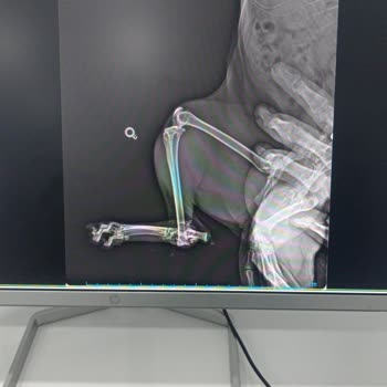 Pati Gazi Veteriner Kliniği Yetersiz Ya Da Konuyla Alakasız Cevaplar Verildi