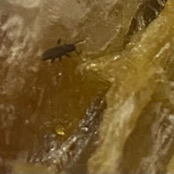 Medjoul Hurmanın İçinde Böcek Çıktı Gıda Güvenliği Ve Hijyen Şikayeti