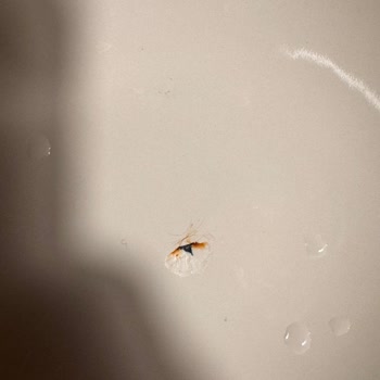 Madame Coco Tencere Seti Boya Akıtıyor Ve İç Kaplama Çatladı