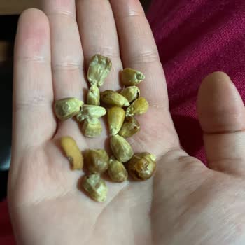 Gold Harvest Master Nut Mısır Ürününde Yabancı Cisim