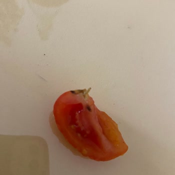 Kurtlu Peynir Ve Yoğurttan Sağlık Riski Canlı Destek Çözüm Sunmadı