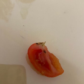 Kurtlu Peynir Ve Yoğurttan Sağlık Riski Canlı Destek Çözüm Sunmadı