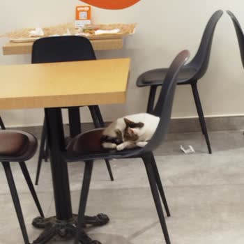 Masada Uyuyan Kedi Nedeniyle Alerji Ve Hijyen Şikayeti