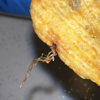 Ruffles Ketçaplı Cipste Yabancı Madde Ve Müşteri Hizmetlerinden Cevap Bekleniyor