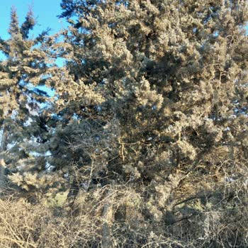 Alevtaş Madencilik Nakliye Araçlarının Yarattığı Toz Ve Aşırı Hız