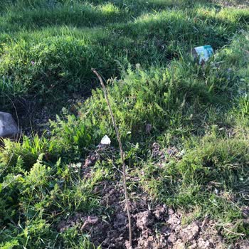 İlan Edilen Bodur Fidanlar Yerine İnce Çubuklar Gönderildi