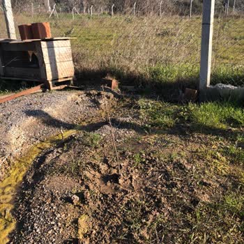 İlan Edilen Bodur Fidanlar Yerine İnce Çubuklar Gönderildi