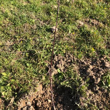 İlan Edilen Bodur Fidanlar Yerine İnce Çubuklar Gönderildi