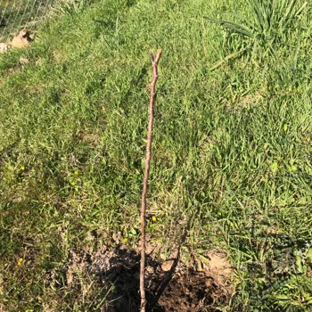 İlan Edilen Bodur Fidanlar Yerine İnce Çubuklar Gönderildi