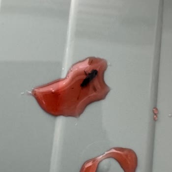 Tamek Çilek Reçelinde Açılmamış Kapakta Böcek Tespiti