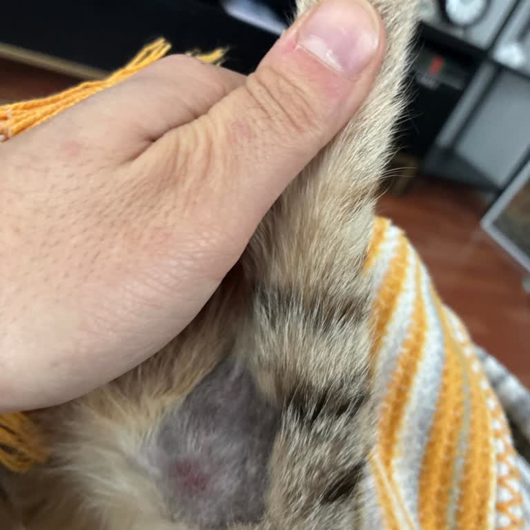 Tutarsız Ücret Talebi Ve Gereksiz Testlerle Veteriner Kliniğinde Ticari Yaklaşım