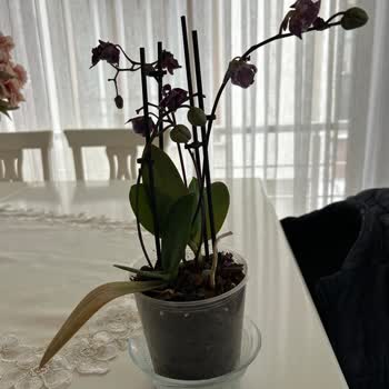 Gecikmeli Ve Yanlış Çiçek Teslimatı İçin Tam İade Talebi