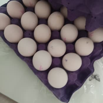 Anka Gross Yumurtalarında Nemli Ve Kötü Koku Şikayeti