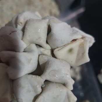 Migros Online Siparişindeki Küflü Mantı İçin İade Talebi