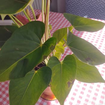 Yanlış Ve Çürük Çiçek Gönderimi Sonrası Tam İade Talebi