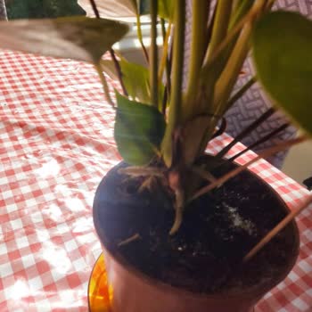 Yanlış Ve Çürük Çiçek Gönderimi Sonrası Tam İade Talebi