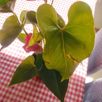 Yanlış Ve Çürük Çiçek Gönderimi Sonrası Tam İade Talebi