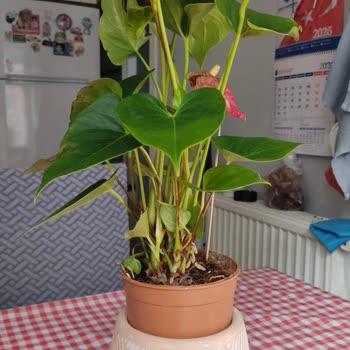 Yanlış Ve Çürük Çiçek Gönderimi Sonrası Tam İade Talebi