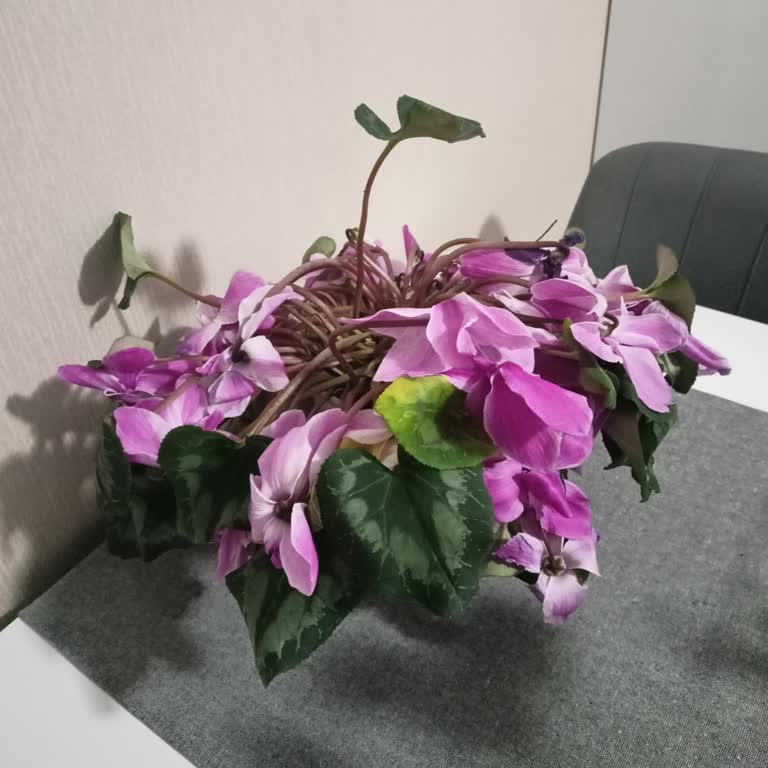 Romantik Çiçek Dikkat Etmeme Rağmen 1 Hafta Bile Olmadan Tamamen Solup Öldü