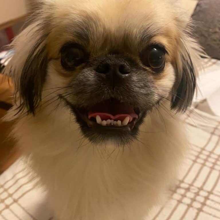 Köpeğim Anestezi Sonrası Öldü, Hastane Açıklama Ve Başsağlığı Yapmadı