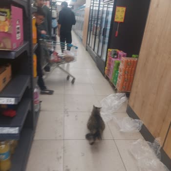 A101 Mağazasında Hamile Kedi Ve Hijyen Riski