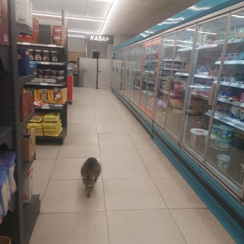 A101 Mağazasında Hamile Kedi Ve Hijyen Riski