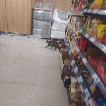 A101 Mağazasında Hamile Kedi Ve Hijyen Riski