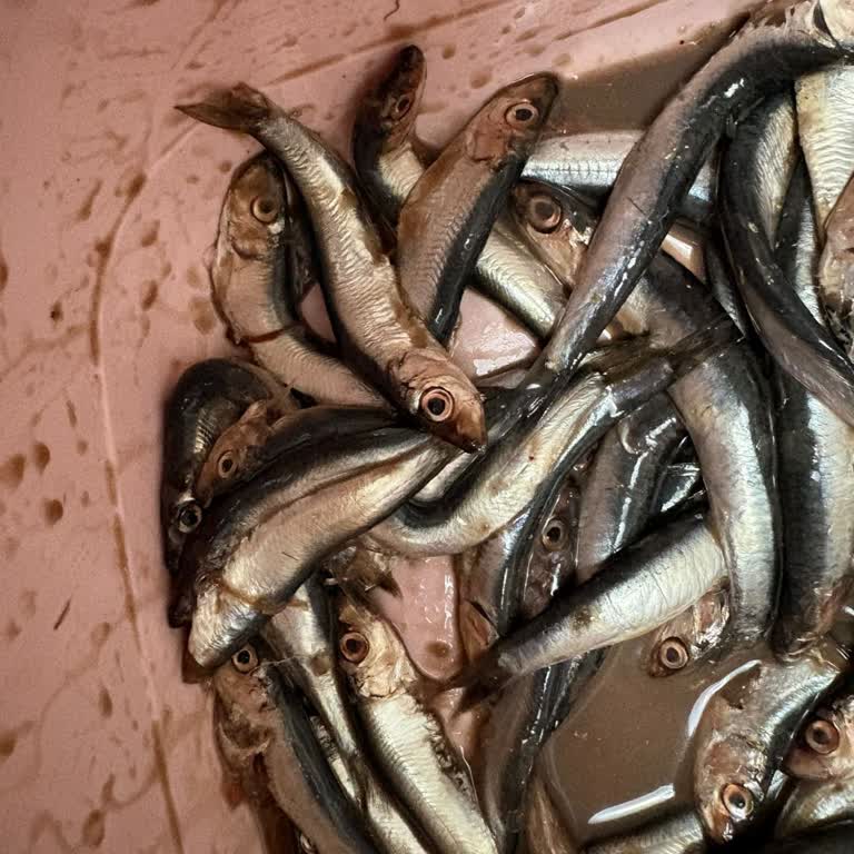 Migros Gel Al’da Bayat Ve Küçük Hamsi Satışı