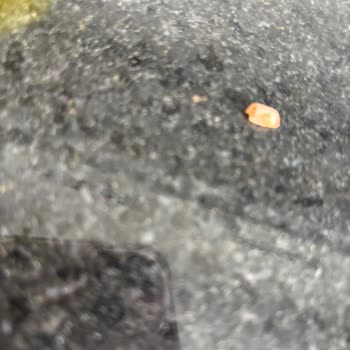 Namet Dana Kangal Sucuğunda Dişinizi Kırabilecek Sert Yabancı Madde