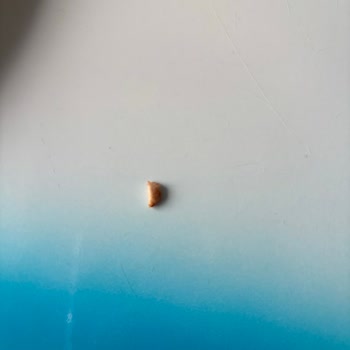 Namet Dana Kangal Sucuğunda Dişinizi Kırabilecek Sert Yabancı Madde