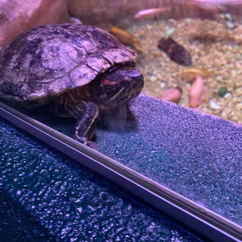 Emaar Akvaryumu’nda Hayvan Refahı İhlali Ve Yanıltıcı Fotoğraf Ücreti