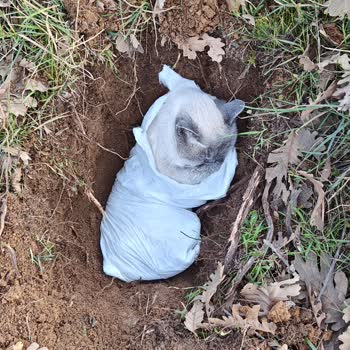 Kedimin Ölümü Ve Bilgilendirme Eksikliği Nedeniyle Hastaneden Açıklama Ve Ücret İadesi Talebi